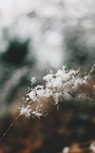 Preview wallpaper flowers, fluff, plant, inflorescence, macro, white