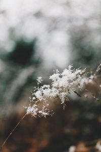 Preview wallpaper flowers, fluff, plant, inflorescence, macro, white