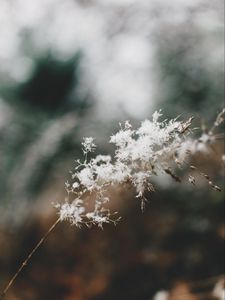 Preview wallpaper flowers, fluff, plant, inflorescence, macro, white