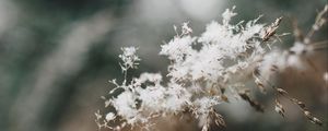 Preview wallpaper flowers, fluff, plant, inflorescence, macro, white