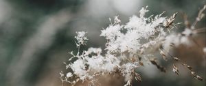 Preview wallpaper flowers, fluff, plant, inflorescence, macro, white