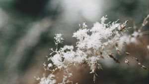 Preview wallpaper flowers, fluff, plant, inflorescence, macro, white