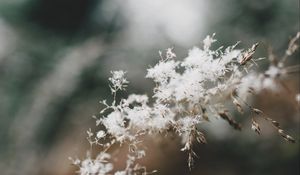 Preview wallpaper flowers, fluff, plant, inflorescence, macro, white