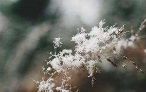 Preview wallpaper flowers, fluff, plant, inflorescence, macro, white