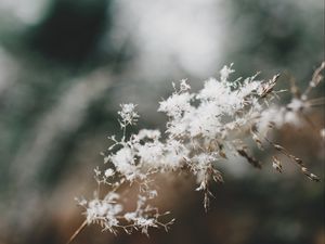 Preview wallpaper flowers, fluff, plant, inflorescence, macro, white