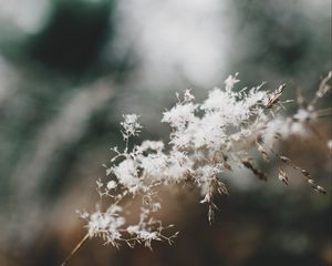 Preview wallpaper flowers, fluff, plant, inflorescence, macro, white