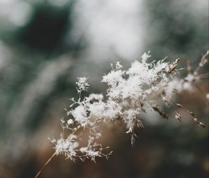 Preview wallpaper flowers, fluff, plant, inflorescence, macro, white