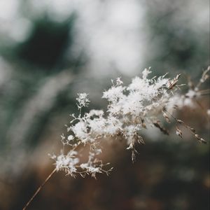 Preview wallpaper flowers, fluff, plant, inflorescence, macro, white