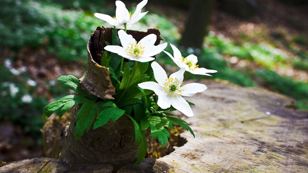 Wallpaper flowers, forest, stump, greens