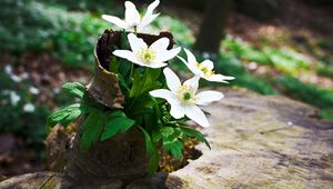 Preview wallpaper flowers, forest, stump, greens