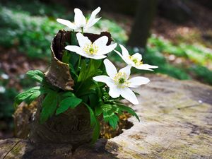 Preview wallpaper flowers, forest, stump, greens