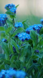 Preview wallpaper flowers, forget-me, close up, greens, sharpness