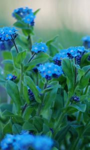 Preview wallpaper flowers, forget-me, close up, greens, sharpness