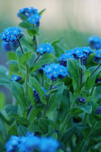 Preview wallpaper flowers, forget-me, close up, greens, sharpness