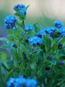 Preview wallpaper flowers, forget-me, close up, greens, sharpness