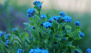 Preview wallpaper flowers, forget-me, close up, greens, sharpness