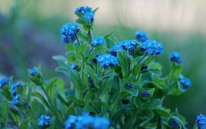 Preview wallpaper flowers, forget-me, close up, greens, sharpness