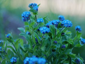 Preview wallpaper flowers, forget-me, close up, greens, sharpness