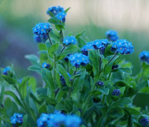 Preview wallpaper flowers, forget-me, close up, greens, sharpness