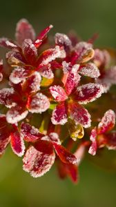 Preview wallpaper flowers, frost, petals, plant, macro, blur