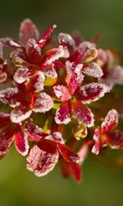 Preview wallpaper flowers, frost, petals, plant, macro, blur