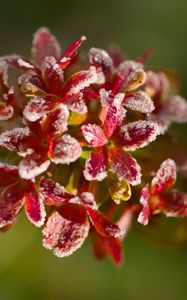 Preview wallpaper flowers, frost, petals, plant, macro, blur