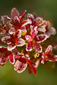 Preview wallpaper flowers, frost, petals, plant, macro, blur