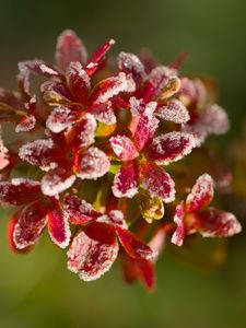 Preview wallpaper flowers, frost, petals, plant, macro, blur