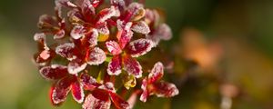 Preview wallpaper flowers, frost, petals, plant, macro, blur