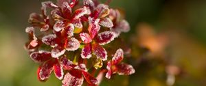 Preview wallpaper flowers, frost, petals, plant, macro, blur