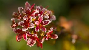 Preview wallpaper flowers, frost, petals, plant, macro, blur