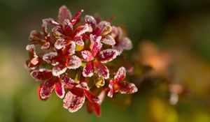 Preview wallpaper flowers, frost, petals, plant, macro, blur