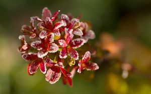 Preview wallpaper flowers, frost, petals, plant, macro, blur