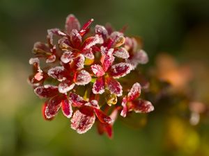 Preview wallpaper flowers, frost, petals, plant, macro, blur