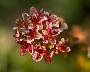 Preview wallpaper flowers, frost, petals, plant, macro, blur