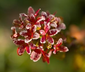 Preview wallpaper flowers, frost, petals, plant, macro, blur