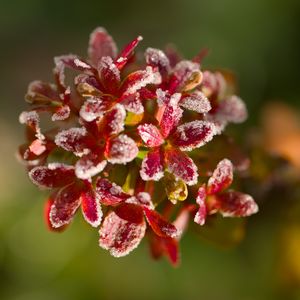 Preview wallpaper flowers, frost, petals, plant, macro, blur