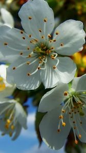 Preview wallpaper flowers, fruit, white, blue, yellow