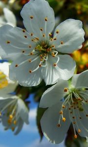 Preview wallpaper flowers, fruit, white, blue, yellow