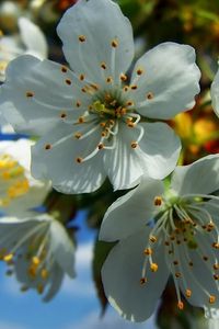 Preview wallpaper flowers, fruit, white, blue, yellow