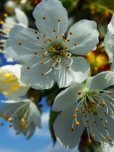 Preview wallpaper flowers, fruit, white, blue, yellow