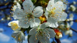 Preview wallpaper flowers, fruit, white, blue, yellow