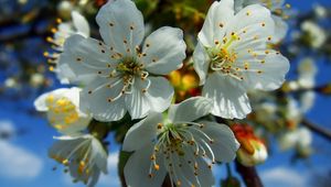 Preview wallpaper flowers, fruit, white, blue, yellow