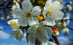 Preview wallpaper flowers, fruit, white, blue, yellow