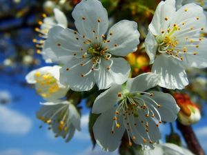 Preview wallpaper flowers, fruit, white, blue, yellow