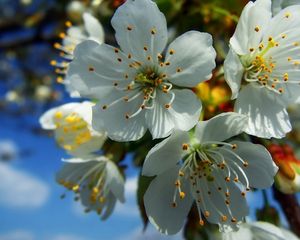 Preview wallpaper flowers, fruit, white, blue, yellow