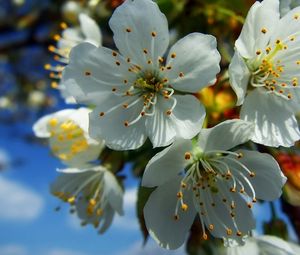 Preview wallpaper flowers, fruit, white, blue, yellow