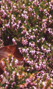 Preview wallpaper flowers, garden, flowerbed, autumn