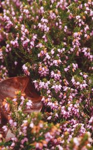 Preview wallpaper flowers, garden, flowerbed, autumn