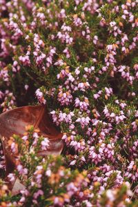 Preview wallpaper flowers, garden, flowerbed, autumn